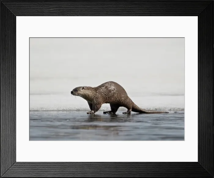 Framed Print : River Otter (Lutra canadensis) on frozen Yellowstone Lake, Yellowstone National Park, Wyoming, United States of America, North America Framed Print : River Otter (Lutra canadensis) on frozen Yellowstone Lake, Yellowstone National Park, Wyoming, United States of America, North America
