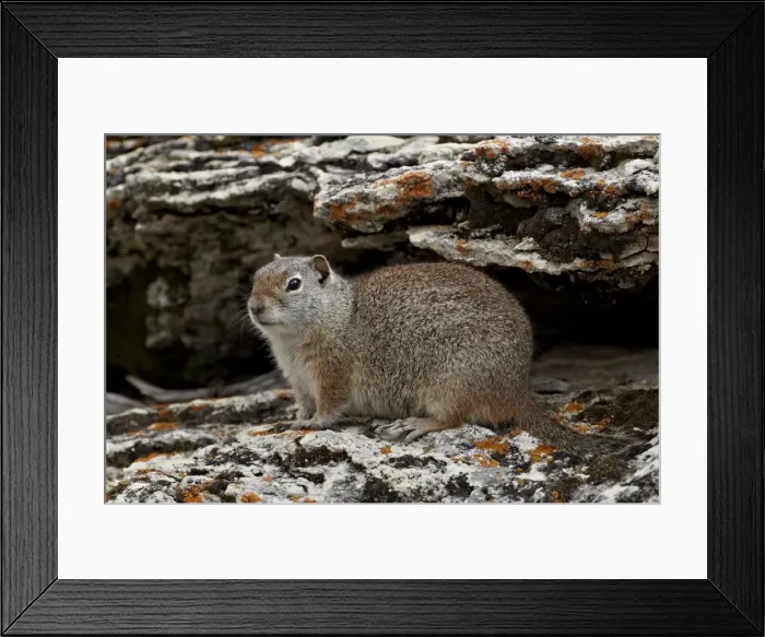 Framed Print : Uinta ground squirrel (Urocitellus armatus), Yellowstone National Park, Wyoming, United States of America, North America Framed Print : Uinta ground squirrel (Urocitellus armatus), Yellowstone National Park, Wyoming, United States of America, North America