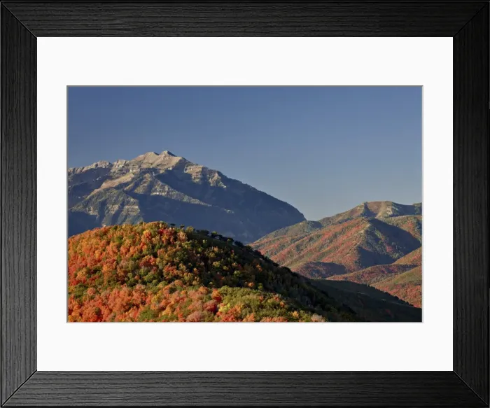 Framed Print : Orange and red maples in the fall, Wasatch Mountain State Park, Utah, United States of America, North America Framed Print : Orange and red maples in the fall, Wasatch Mountain State Park, Utah, United States of America, North America