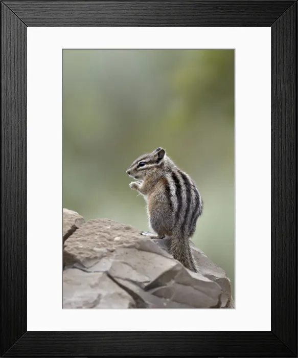 Framed Print : Yellow pine chipmunk (Eutamias amoenus), Yellowstone National Park, Wyoming, United States of America, North America Framed Print : Yellow pine chipmunk (Eutamias amoenus), Yellowstone National Park, Wyoming, United States of America, North America