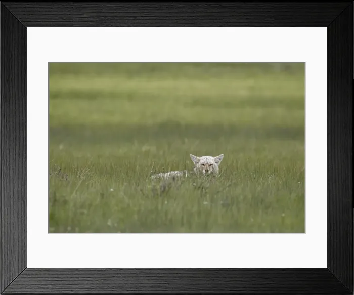 Framed Print : Coyote (Canis latrans) resting, Yellowstone National Park, Wyoming, United States of America, North America Framed Print : Coyote (Canis latrans) resting, Yellowstone National Park, Wyoming, United States of America, North America