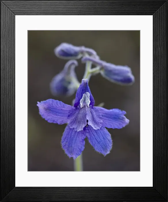 Framed Print : Upland larkspur (Delphinium nuttallianum), Yellowstone National Park, Wyoming, United States of America, North America Framed Print : Upland larkspur (Delphinium nuttallianum), Yellowstone National Park, Wyoming, United States of America, North America