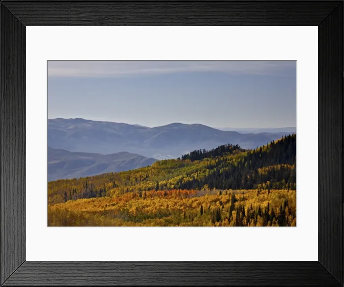 Framed Print : Yellow and orange aspens in the fall, Wasatch Mountain State Park, Utah, United States of America, North America Framed Print : Yellow and orange aspens in the fall, Wasatch Mountain State Park, Utah, United States of America, North America
