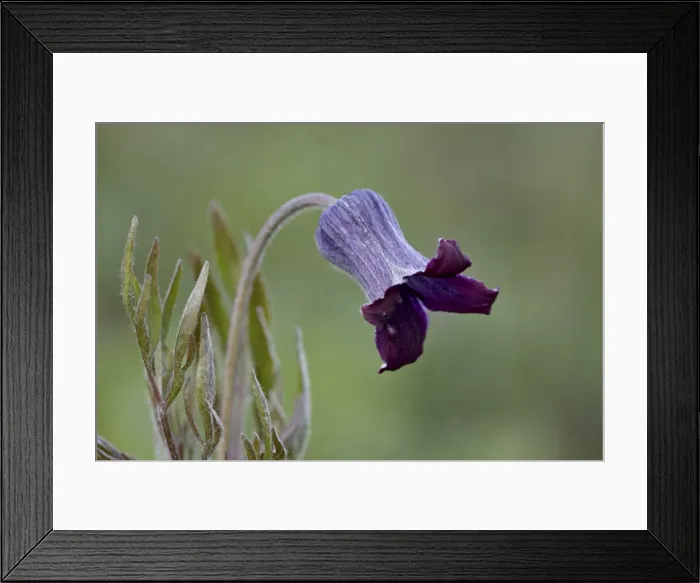 Framed Print : Hairy clematis (Clematis hirsutissima), Yellowstone National Park, Wyoming, United States of America, North America Framed Print : Hairy clematis (Clematis hirsutissima), Yellowstone National Park, Wyoming, United States of America, North America