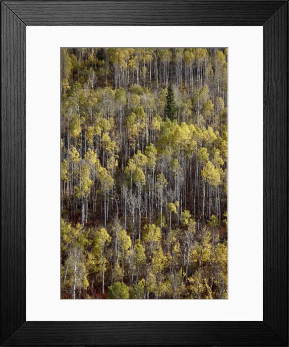 Framed Print : Yellow aspens in the fall, Wasatch-Cache National Forest, Utah, United States of America, North America Framed Print : Yellow aspens in the fall, Wasatch-Cache National Forest, Utah, United States of America, North America