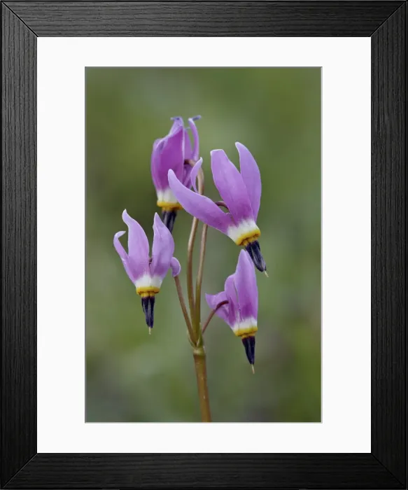 Framed Print : Slimpod shooting star (Dodecatheon conjugens), Yellowstone National Park, Wyoming, United States of America, North America Framed Print : Slimpod shooting star (Dodecatheon conjugens), Yellowstone National Park, Wyoming, United States of America, North America