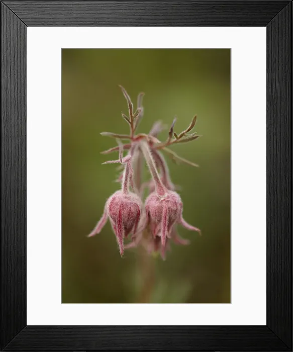 Framed Print : Prairie smoke (purple aven) (old mans whiskers) (long-plumed avens) (Geum triflorum), Yellowstone National Park, Wyoming, United States of America, North America Framed Print : Prairie smoke (purple aven) (old mans whiskers) (long-plumed avens) (Geum triflorum), Yellowstone National Park, Wyoming, United States of America, North America
