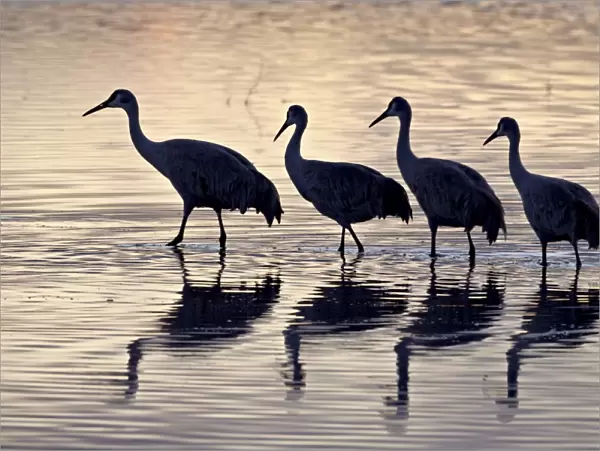 Line of four Sandhill crane (Grus canadensis) in a pond silhouetted at sunset, Bosque Del Apache National Wildlife Refuge, New Mexico, United States of America, North America