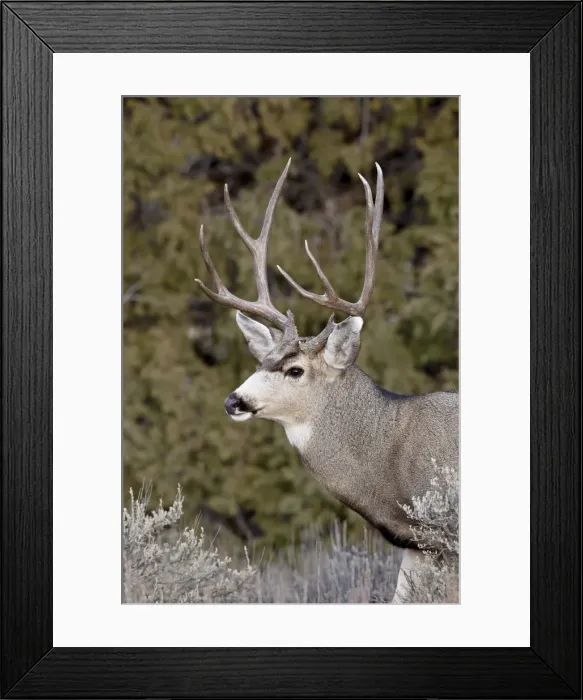 Framed Print : Mule deer (Odocoileus hemionus) buck, Heron Lake State Park, New Mexico, United States of America, North America Framed Print : Mule deer (Odocoileus hemionus) buck, Heron Lake State Park, New Mexico, United States of America, North America