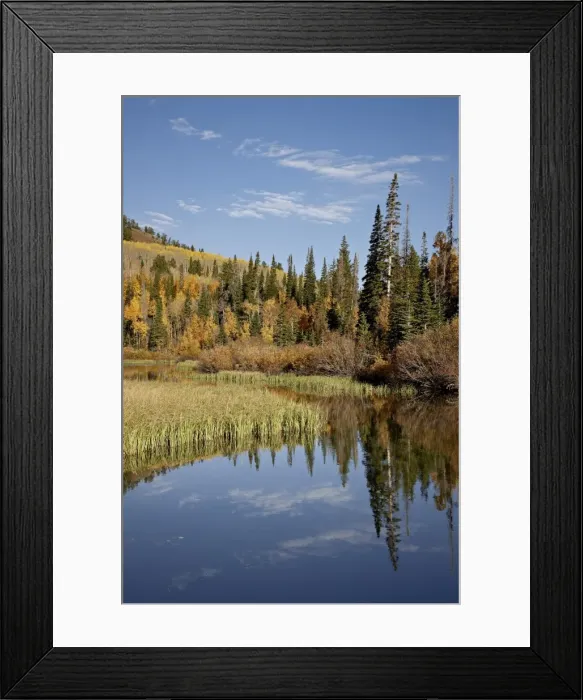 Framed Print : Yellow and orange aspens reflected in Sliver Lake in the fall, Wasatch-Cache National Forest, Utah, United States of America, North America