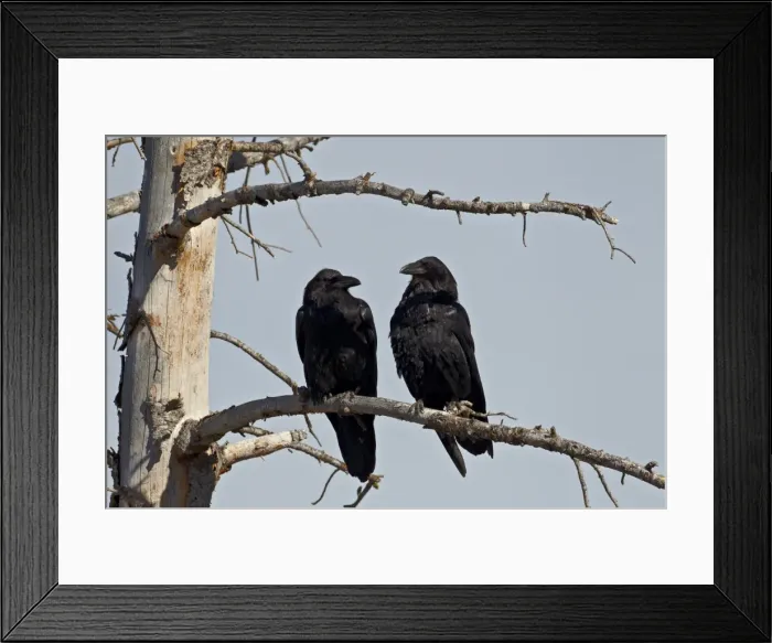 Framed Print : Common raven (Corvus corax) pair, Yellowstone National Park, Wyoming, United States of America, North America Framed Print : Common raven (Corvus corax) pair, Yellowstone National Park, Wyoming, United States of America, North America