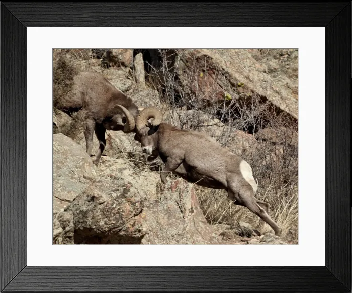 Framed Print : Two bighorn sheep (Ovis canadensis) rams head butting, Clear Creek County, Colorado, United States of America, North America Framed Print : Two bighorn sheep (Ovis canadensis) rams head butting, Clear Creek County, Colorado, United States of America, North America