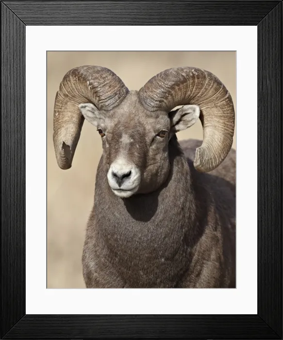 Framed Print : Bighorn sheep (Ovis canadensis) ram, Clear Creek County, Colorado, United States of America, North America Framed Print : Bighorn sheep (Ovis canadensis) ram, Clear Creek County, Colorado, United States of America, North America