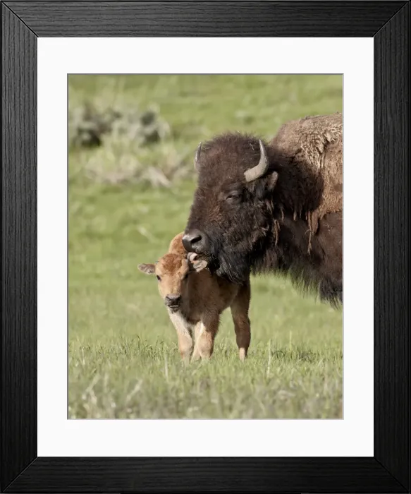 Framed Print : Bison (Bison bison) cow cleaning her calf, Yellowstone National Park, Wyoming, United States of America, North America Framed Print : Bison (Bison bison) cow cleaning her calf, Yellowstone National Park, Wyoming, United States of America, North America