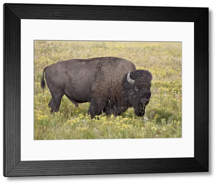 Framed Print : Bison (Bison bison) bull among yellow wildflowers, Yellowstone National Park, Wyoming, United States of America, North America Framed Print : Bison (Bison bison) bull among yellow wildflowers, Yellowstone National Park, Wyoming, United States of America, North America