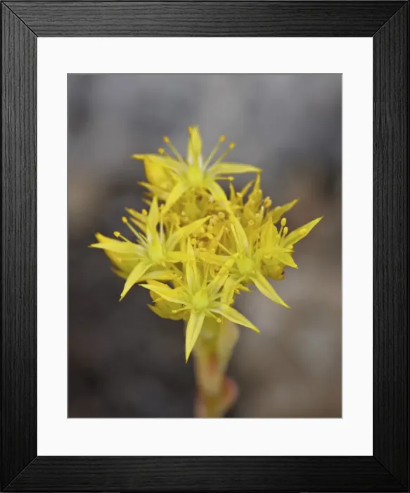 Framed Print : Lance-leaved stonecrop (lanceleaved stonecrop), Glacier National Park, Montana, United States of America, North America Framed Print : Lance-leaved stonecrop (lanceleaved stonecrop), Glacier National Park, Montana, United States of America, North America