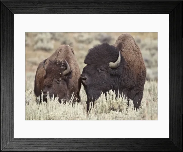 Framed Print : Bison (Bison bison) bull and cow, Yellowstone National Park, Wyoming, United States of America, North America Framed Print : Bison (Bison bison) bull and cow, Yellowstone National Park, Wyoming, United States of America, North America