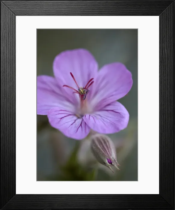 Framed Print : Sticky geranium (Geranium viscosissimum), Glacier National Park, Montana, United States of America, North America Framed Print : Sticky geranium (Geranium viscosissimum), Glacier National Park, Montana, United States of America, North America