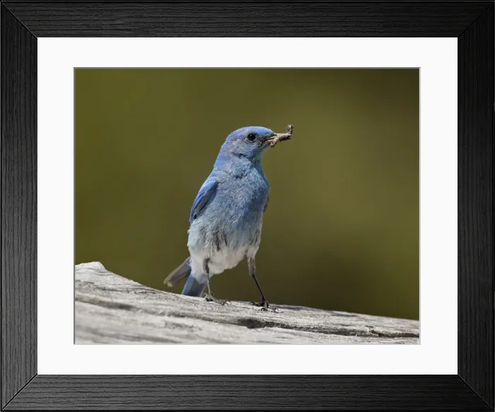 Framed Print : Mountain bluebird (Sialia currucoides) with a grub, Yellowstone National Park, Wyoming, United States of America, North America Framed Print : Mountain bluebird (Sialia currucoides) with a grub, Yellowstone National Park, Wyoming, United States of America, North America