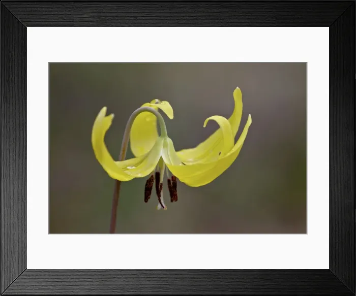 Framed Print : Glacier lily (dogtooth violet) (Erythronium grandiflorum), Gallatin National Forest, Montana, United States of America, North America Framed Print : Glacier lily (dogtooth violet) (Erythronium grandiflorum), Gallatin National Forest, Montana, United States of America, North America