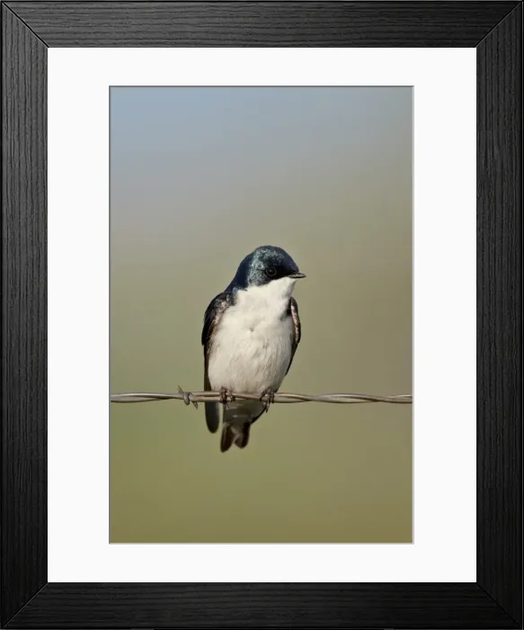 Framed Print : Tree swallow (Tachycineta bicolor), Helena National Forest, Montana, United States of America, North America Framed Print : Tree swallow (Tachycineta bicolor), Helena National Forest, Montana, United States of America, North America