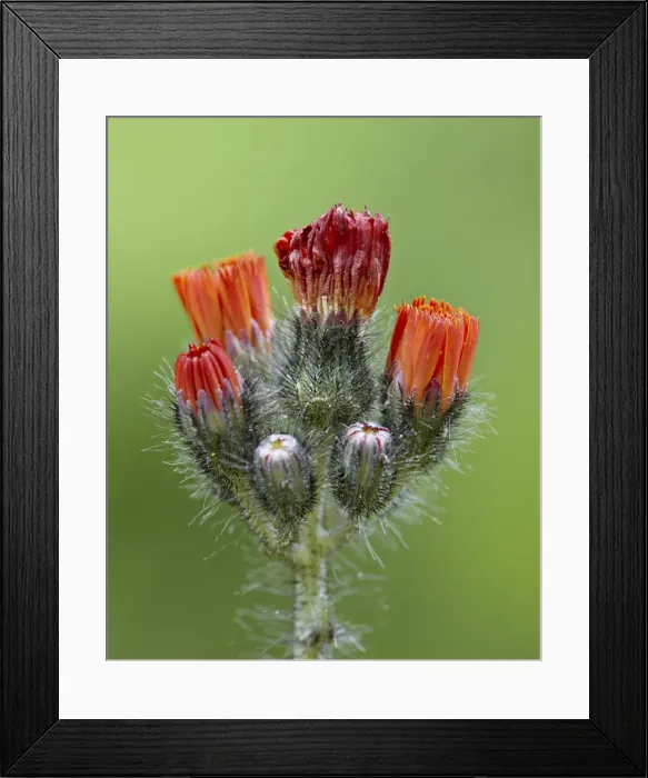 Framed Print : Orange hawkweed (fox-and-cubs) (tawny hawkweed) (Devils paintbrush) (Grim-the-Collier) (Pilosella aurantiaca), Idaho Panhandle National Forests, Idaho, United States of America, North America