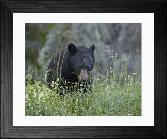 Framed Print : Black bear (Ursus americanus) eating, Glacier National Park, Montana, United States of America, North America Framed Print : Black bear (Ursus americanus) eating, Glacier National Park, Montana, United States of America, North America