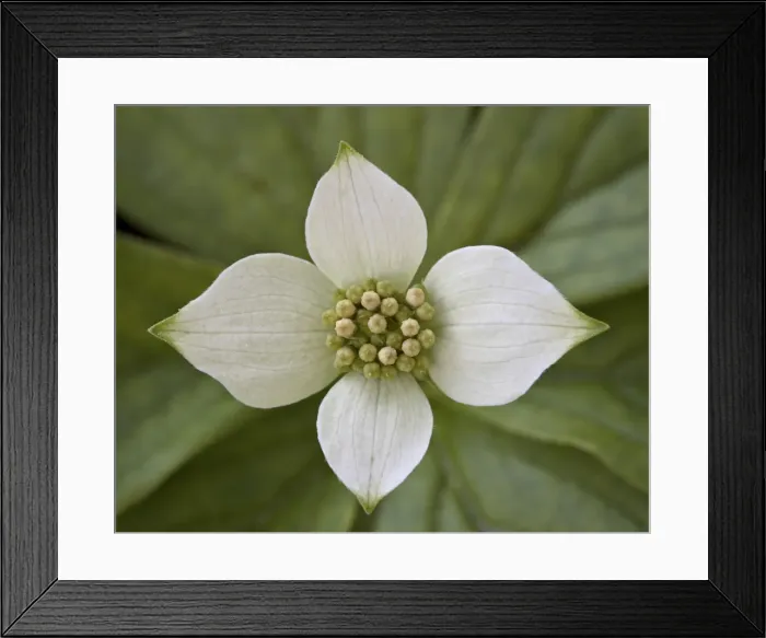 Framed Print : Dwarf dogwood (bunchberry dogwood) (Cornus canadensis), Glacier National Park, Montana, United States of America, North America Framed Print : Dwarf dogwood (bunchberry dogwood) (Cornus canadensis), Glacier National Park, Montana, United States of America, North America