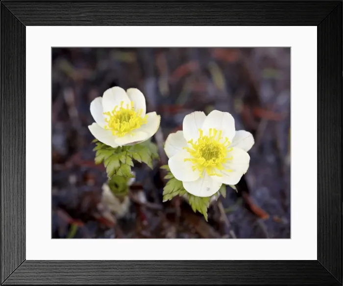 Framed Print : Western pasqueflower (Anemone occidentalis), Glacier National Park, Montana, United States of America, North America Framed Print : Western pasqueflower (Anemone occidentalis), Glacier National Park, Montana, United States of America, North America