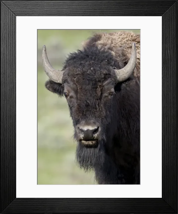 Framed Print : Young bison (Bison bison), Yellowstone National Park, Wyoming, United States of America, North America Framed Print : Young bison (Bison bison), Yellowstone National Park, Wyoming, United States of America, North America