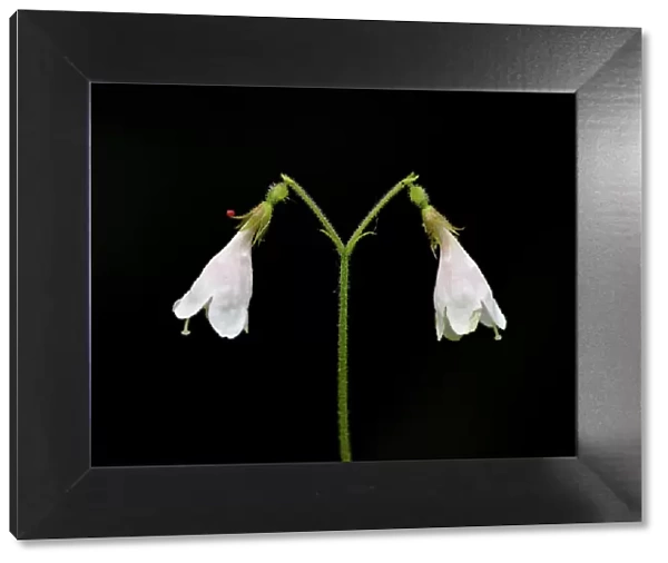 Twinflower (Linnaea borealis), Idaho Panhandle National Forests, Idaho, United States of America, North America