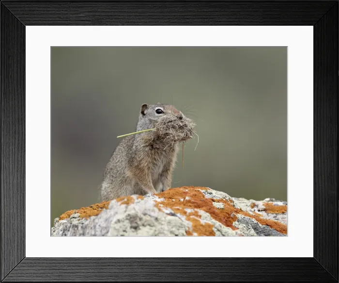 Framed Print : Uinta ground squirrel (Urocitellus armatus) with nesting material, Yellowstone National Park, Wyoming, United States of America, North America Framed Print : Uinta ground squirrel (Urocitellus armatus) with nesting material, Yellowstone National Park, Wyoming, United States of America, North America