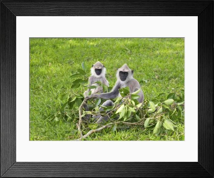 Framed Print : Tufted gray langurs (semnopithecus priam), Anuradhapura, Sri Lanka Framed Print : Tufted gray langurs (semnopithecus priam), Anuradhapura, Sri Lanka