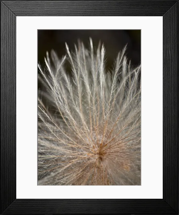 Framed Print : Yellow dryad (yellow mountain-avens) (Drummonds mountain avens) (Dryas drummondii) seed pod, Jasper National Park, Alberta, Canada, North America Framed Print : Yellow dryad (yellow mountain-avens) (Drummonds mountain avens) (Dryas drummondii) seed pod, Jasper National Park, Alberta, Canada, North America