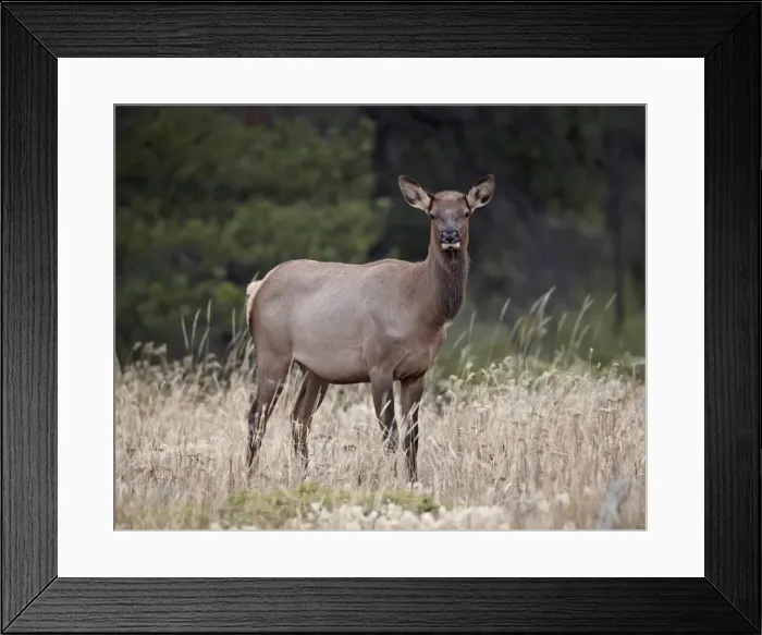 Framed Print : Elk (Cervus canadensis) cow, Jasper National Park, Alberta, Canada, North America Framed Print : Elk (Cervus canadensis) cow, Jasper National Park, Alberta, Canada, North America