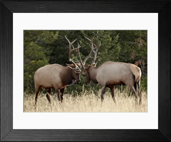 Framed Print : Two bull elk (Cervus canadensis) sparring during the rut, Jasper National Park, Alberta, Canada, North America Framed Print : Two bull elk (Cervus canadensis) sparring during the rut, Jasper National Park, Alberta, Canada, North America