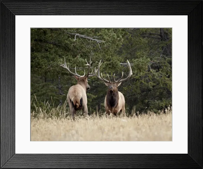 Framed Print : Two bull elk (Cervus canadensis) facing off during the rut, Jasper National Park, Alberta, Canada, North America Framed Print : Two bull elk (Cervus canadensis) facing off during the rut, Jasper National Park, Alberta, Canada, North America