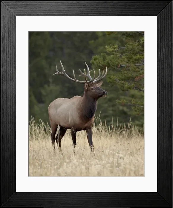 Framed Print : Bull elk (Cervus canadensis), Jasper National Park, Alberta, Canada, North America Framed Print : Bull elk (Cervus canadensis), Jasper National Park, Alberta, Canada, North America