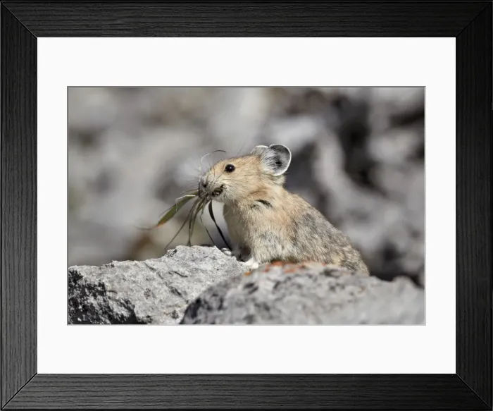 Framed Print : American pika (Ochotona princeps) with food, Jasper National Park, Alberta, Canada, North America Framed Print : American pika (Ochotona princeps) with food, Jasper National Park, Alberta, Canada, North America