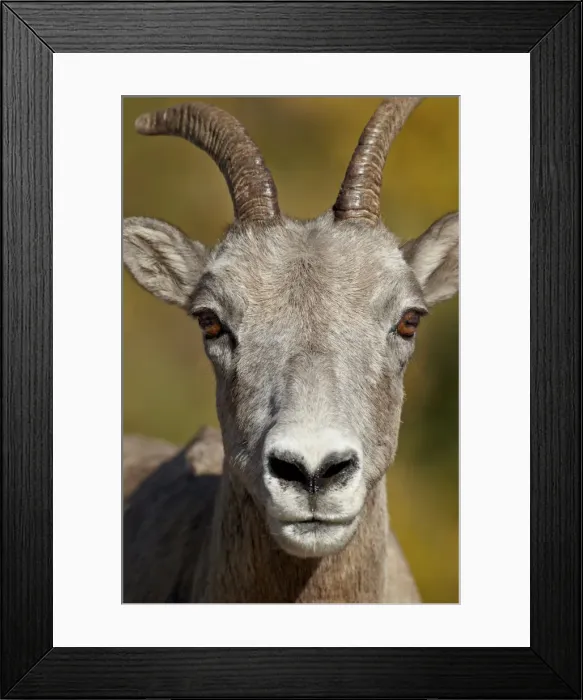 Framed Print : Bighorn sheep (Ovis canadensis) ewe, Peter Lougheed Provincial Park, Kananaskis Country, Alberta, Canada, North America Framed Print : Bighorn sheep (Ovis canadensis) ewe, Peter Lougheed Provincial Park, Kananaskis Country, Alberta, Canada, North America