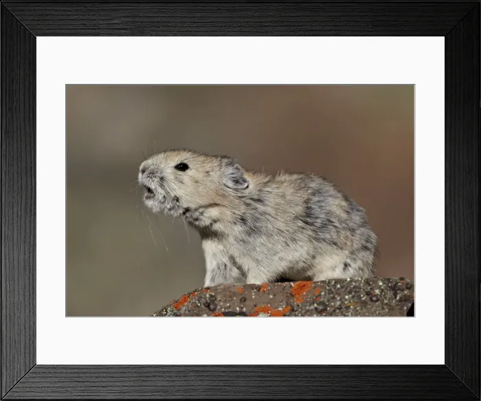 Framed Print : American pika (Ochotona princeps) calling, Peter Lougheed Provincial Park, Kananaskis Country, Alberta, Canada, North America Framed Print : American pika (Ochotona princeps) calling, Peter Lougheed Provincial Park, Kananaskis Country, Alberta, Canada, North America