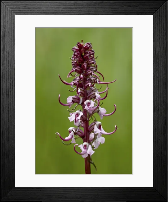 Framed Print : Elephant heads (little red elephants) (Pedicularis groenlandica), Cottonwood Pass, Collegiate Peaks Wilderness, Gunnison National Forest, Colorado, United States of America, North America Framed Print : Elephant heads (little red elephants) (Pedicularis groenlandica), Cottonwood Pass, Collegiate Peaks Wilderness, Gunnison National Forest, Colorado, United States of America, North America