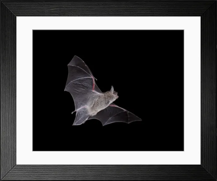 Framed Print : Cave Myotis (Myotis velifer) in flight in captivity, Hidalgo County, New Mexico, United States of America, North America Framed Print : Cave Myotis (Myotis velifer) in flight in captivity, Hidalgo County, New Mexico, United States of America, North America
