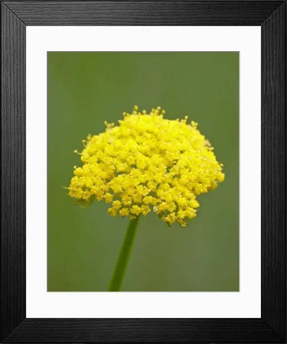 Framed Print : Whiskbroom parsley (Harbouria trachypleura), Pike-San Isabel National Forest, Colorado, United States of America, North America Framed Print : Whiskbroom parsley (Harbouria trachypleura), Pike-San Isabel National Forest, Colorado, United States of America, North America