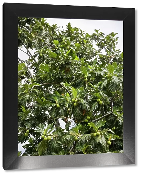 Breadfruit (Artocarpus altilis) tree, Kingstown, St. Vincent, St. Vincent and the Grenadines, Lesser Antilles, West Indies, Caribbean, Central America