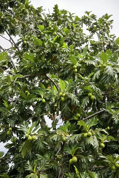 Breadfruit (Artocarpus altilis) tree, Kingstown, St. Vincent, St. Vincent and the Grenadines, Lesser Antilles, West Indies, Caribbean, Central America