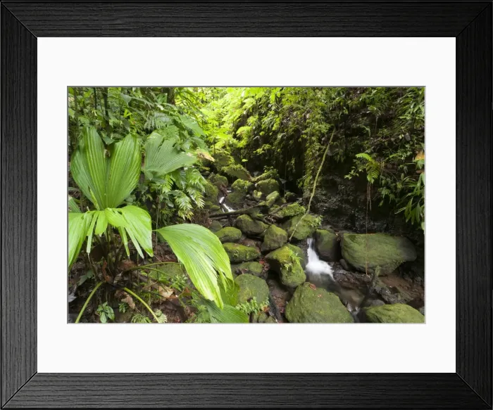 Framed Print : Morne Trois Pitons National Park, UNESCO World Heritage Site, Dominica, West Indies, Caribbean, Central America Framed Print : Morne Trois Pitons National Park, UNESCO World Heritage Site, Dominica, West Indies, Caribbean, Central America