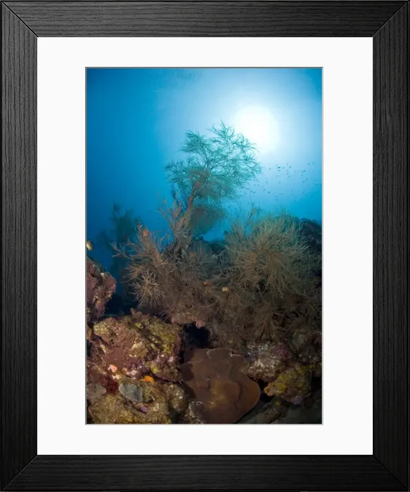 Framed Print : Black coral and sunburst, St. Lucia, West Indies, Caribbean, Central America Framed Print : Black coral and sunburst, St. Lucia, West Indies, Caribbean, Central America