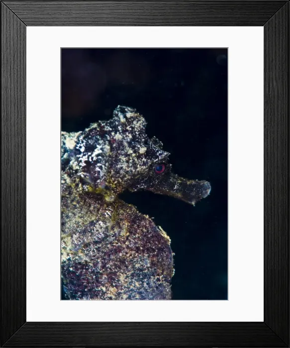 Framed Print : Black longsnout seahorse (Hippocampus reidi), St. Lucia, West Indies, Caribbean, Central America Framed Print : Black longsnout seahorse (Hippocampus reidi), St. Lucia, West Indies, Caribbean, Central America