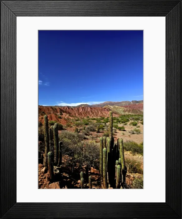 Framed Print : Cacti in Canon Del Inca, Tupiza, Southwestern Bolivia, South America Framed Print : Cacti in Canon Del Inca, Tupiza, Southwestern Bolivia, South America